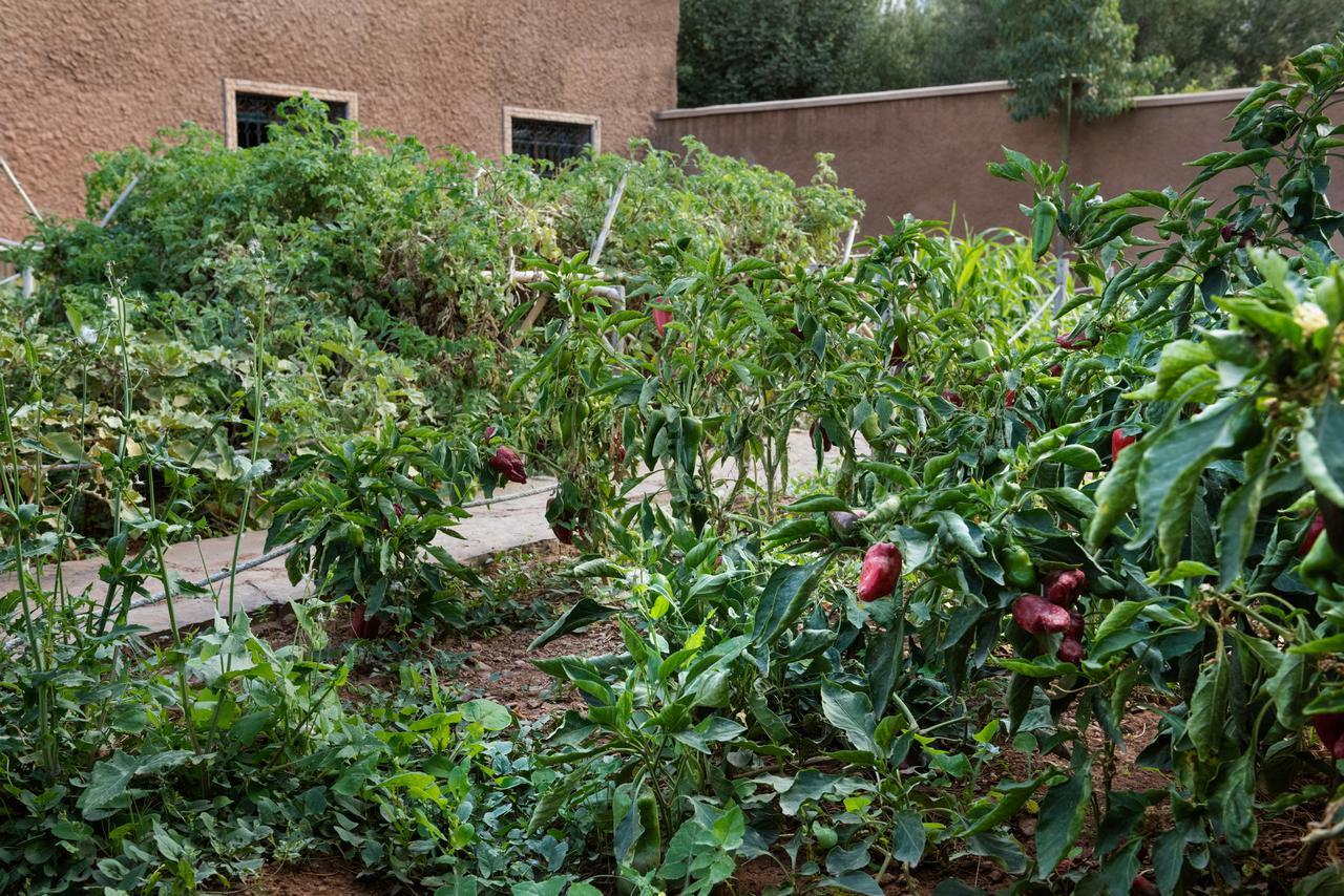 Ouirgane Ecolodge מראה חיצוני תמונה