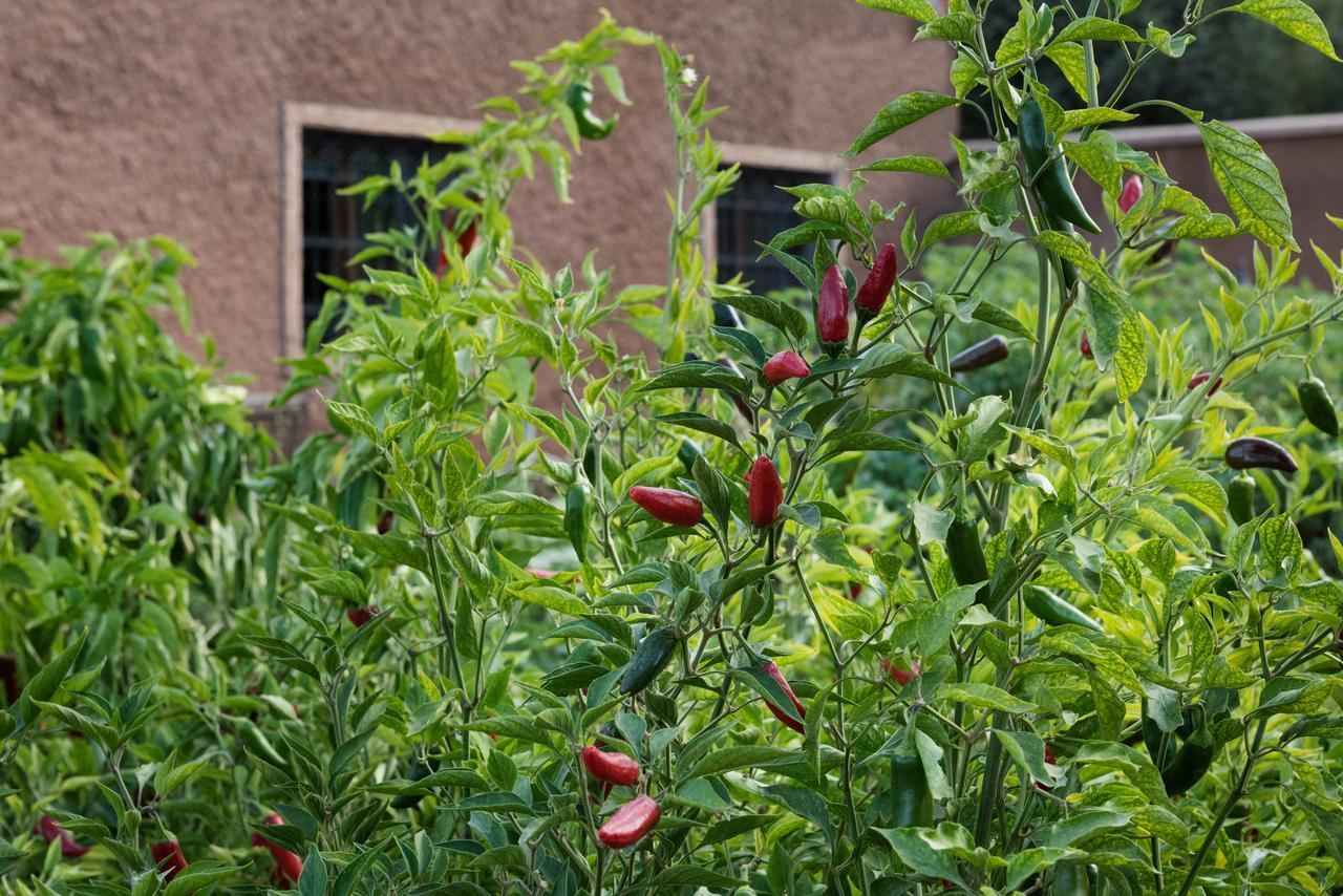 Ouirgane Ecolodge מראה חיצוני תמונה
